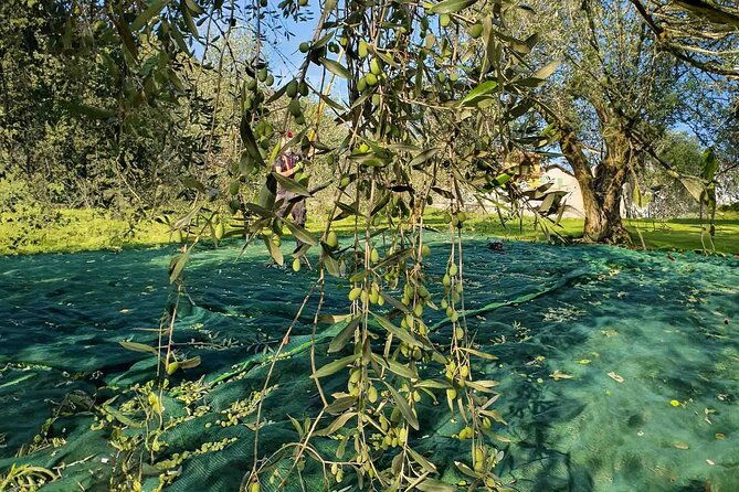 e-v-o-oil-of-lake-como-tasting-food-pairings