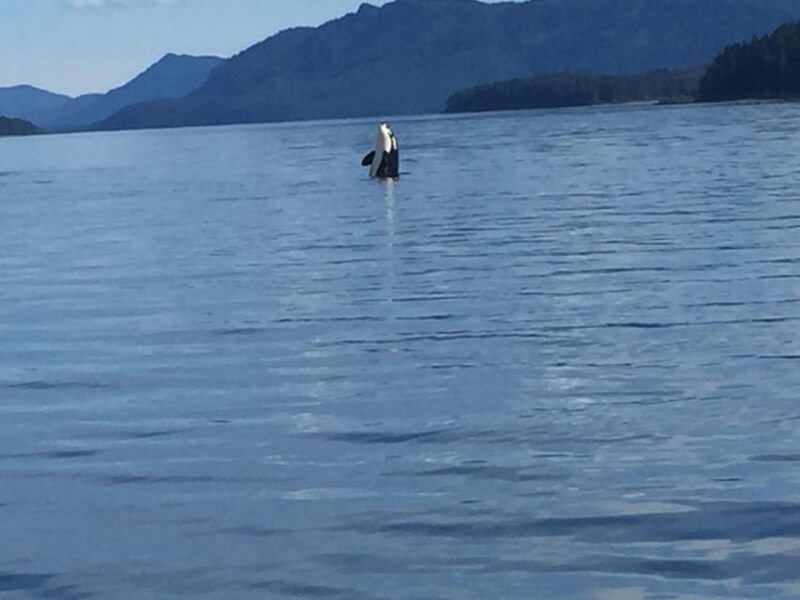 ear-mountain-charters-tours-whale-watching-and-fishing