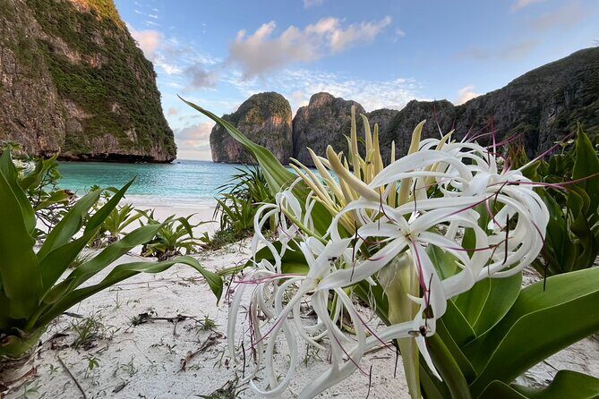 Early Bird Trip Phi Phi + ViewpointPremium Speedboat from Krabi - Who Will Love This Tour?