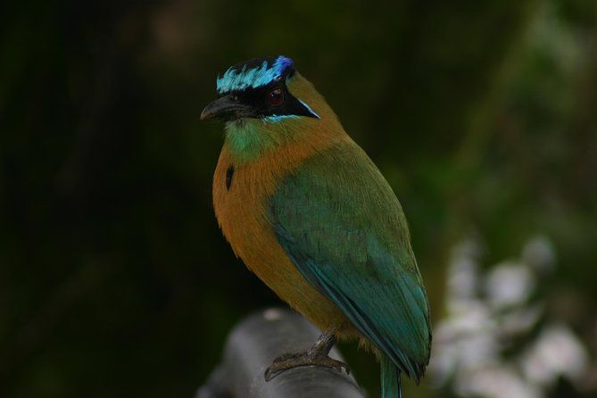 early-bird-watching-tour-guanacaste