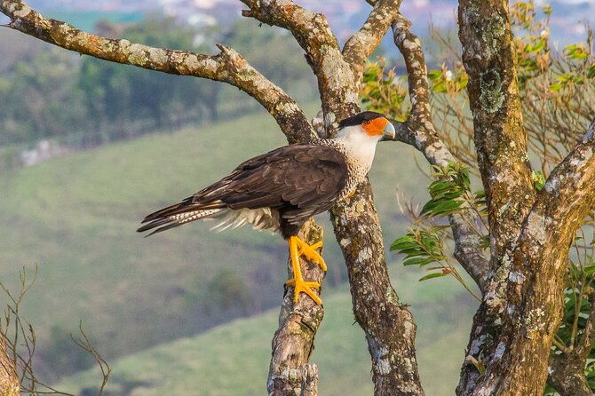 early-bird-watching-tour-guanacaste
