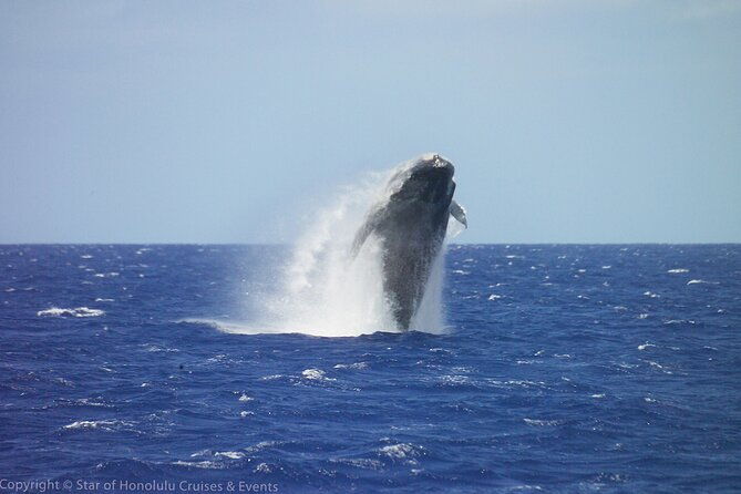 early-bird-whale-watching-cruise-from-waikiki