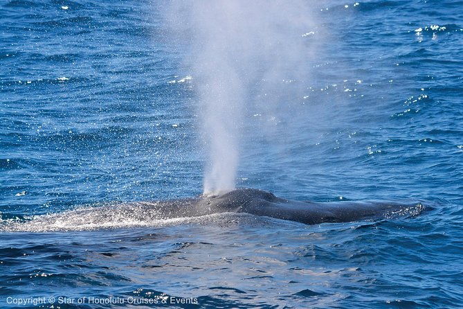 early-bird-whale-watching-cruise-from-waikiki