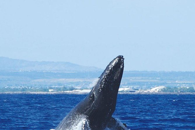 early-bird-whale-watching-cruise-from-waikiki