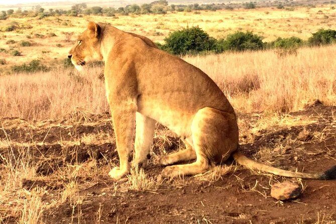 Early Morning Group Joining Mini Safari To Nairobi National Park - What Could Be Improved?