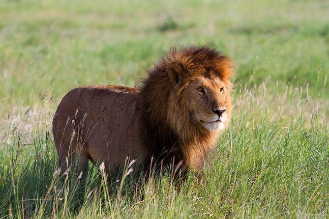 Early Morning Group Joining Mini Safari To Nairobi National Park - Final Thoughts