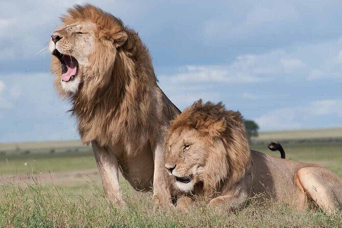 Early Morning Half Day Group Tour to Nairobi National Park - Key Points