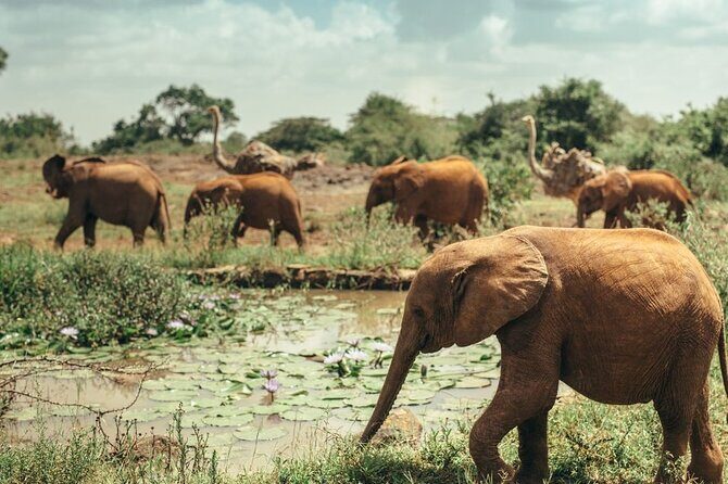 Early Morning Half Day Group Tour to Nairobi National Park - Overview of the Tour Experience