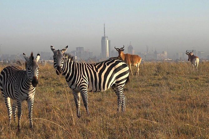 Early Morning Half Day Mini Safari To Nairobi National Park - Detailed Breakdown of the Itinerary