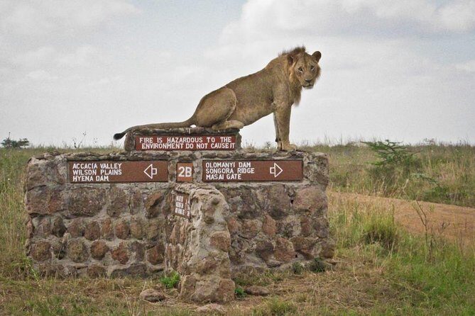 Early Morning Half Day Mini Safari To Nairobi National Park - The Authenticity and Unique Aspects