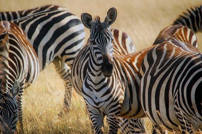 Early Morning Half Day Mini Safari To Nairobi National Park - Who Is This Tour Best For?