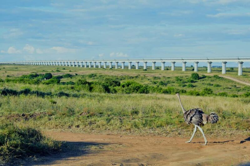 Early Morning Nairobi National Park Game Drive - Key Points  