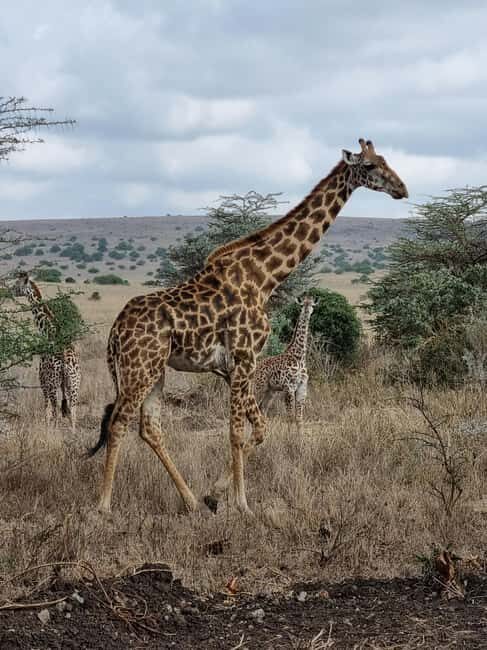 Early Morning Nairobi National Park Game Drive - Why Choose the Early Morning Game Drive?  