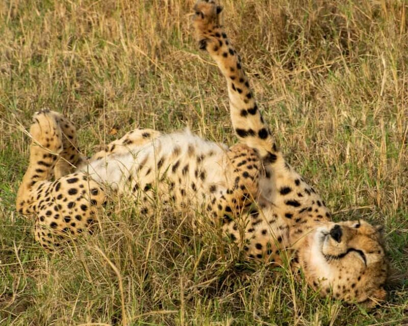 Early Morning Nairobi National Park Game Drive - Final Thoughts  