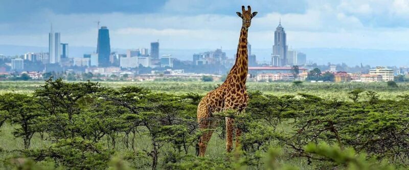 Early Morning Nairobi Park Elephant& Giraffe Sanctuary - What to Expect on this Tour