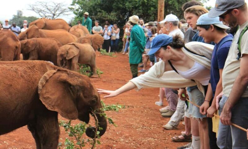 Early Morning Nairobi Park Elephant& Giraffe Sanctuary - Who Is This Tour Best For?