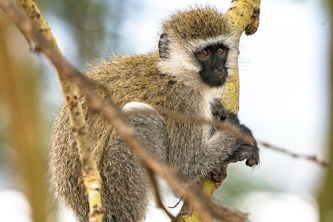 Early Morning Nairobi Park Safari and Giraffe Centre Tour. - The Sum Up