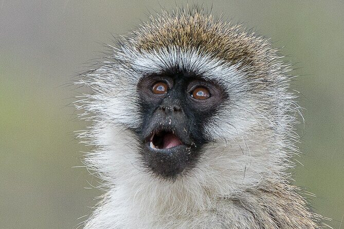 Early Morning Nairobi Park Safari and Giraffe Centre Tour. - FAQs