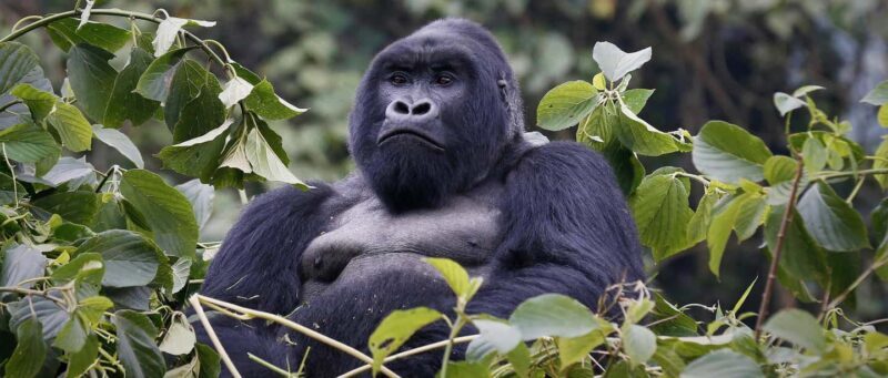 East Africa: Tailor-Made Safari to Uganda, Rwanda, - An In-Depth Look at the East Africa Safari Experience