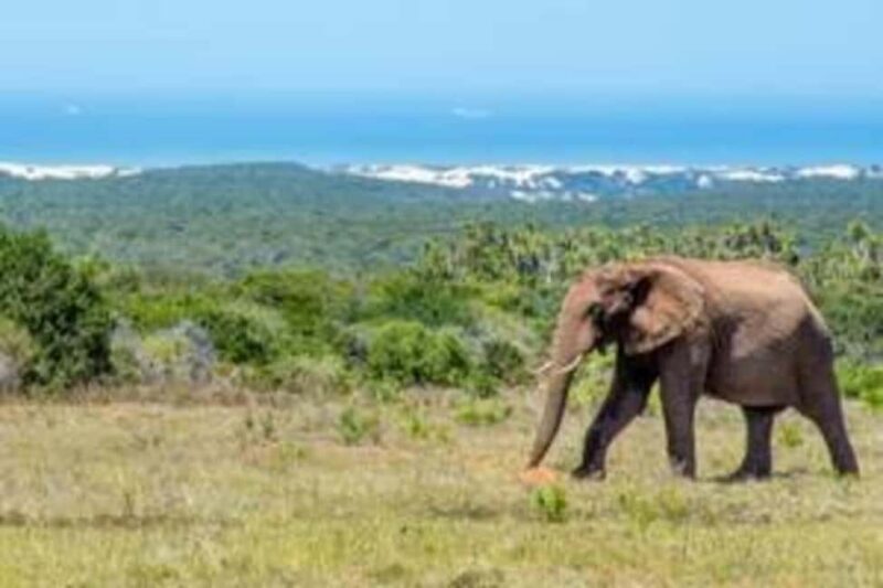 East London: Addo and Schotia Safari 2-Day Tour - Key Points