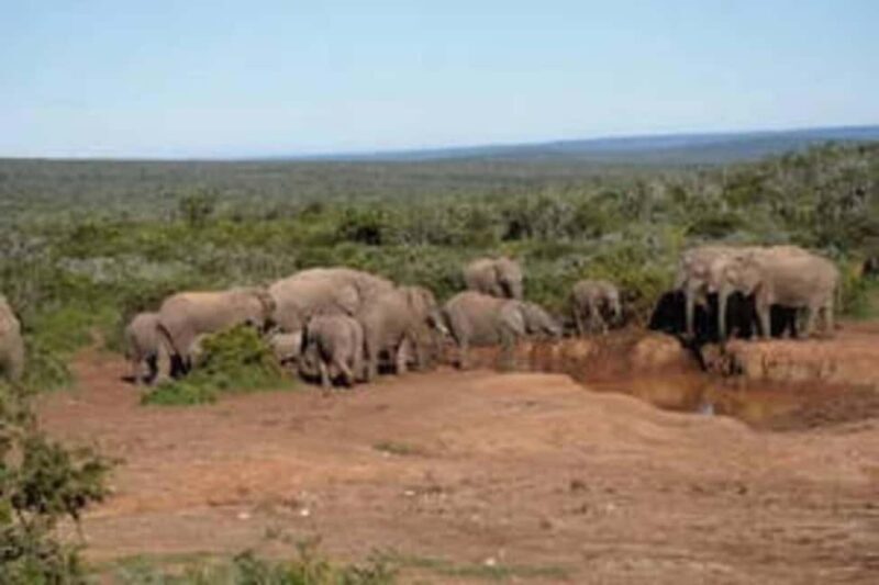 East London: Addo and Schotia Safari 2-Day Tour - What Sets This Tour Apart
