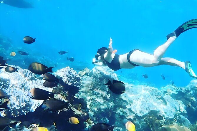 East Nusa Penida Island Snorkeling Tour - From Bali Island - Key Points