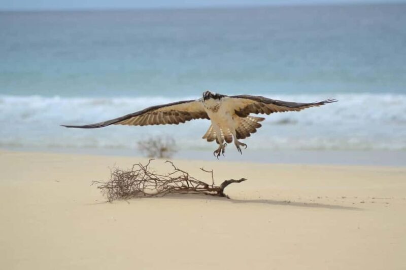 East tour - lighthouse, turtle nature reserve, baobab tree ... - An In-Depth Look at the East Tour Experience