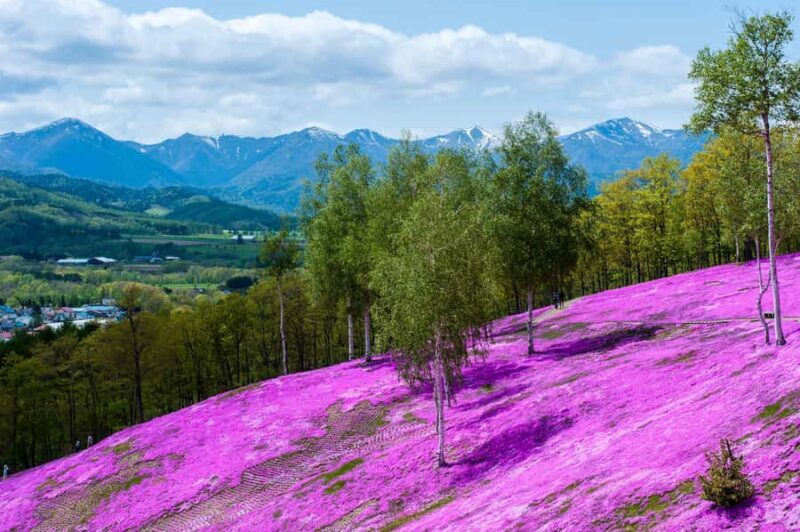 Eastern Hokkaido: Shibazakura & Tulip Park Day Tour - The Return Journey and Additional Breaks