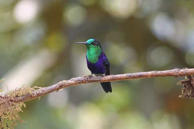 easy-birdwatching-in-cali-colombia-4-hours