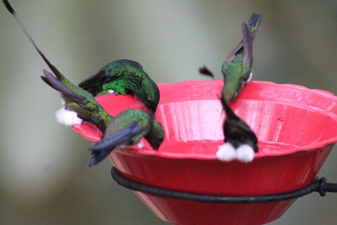 easy-birdwatching-in-cali-colombia-4-hours