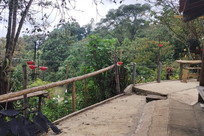 easy-birdwatching-in-cali-colombia-4-hours