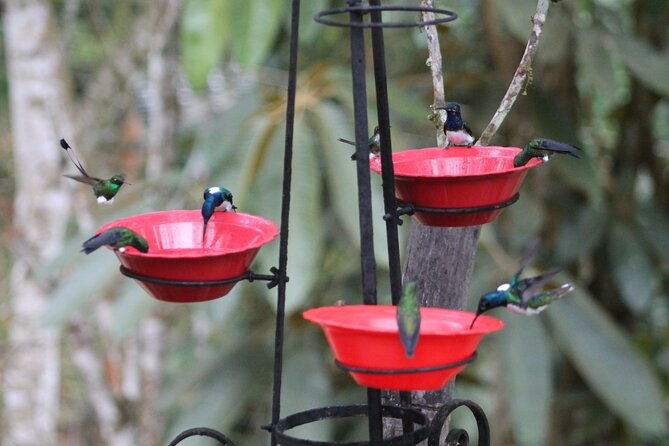 easy-birdwatching-in-cali-colombia-4-hours