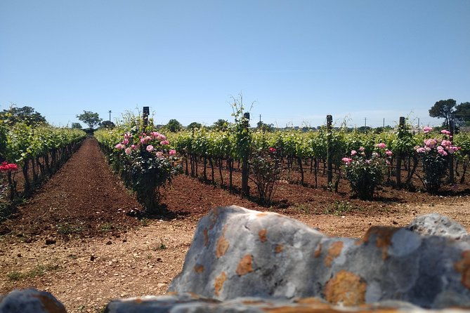 ebike-tours-alberobello-and-the-wines-of-valle-ditria-2
