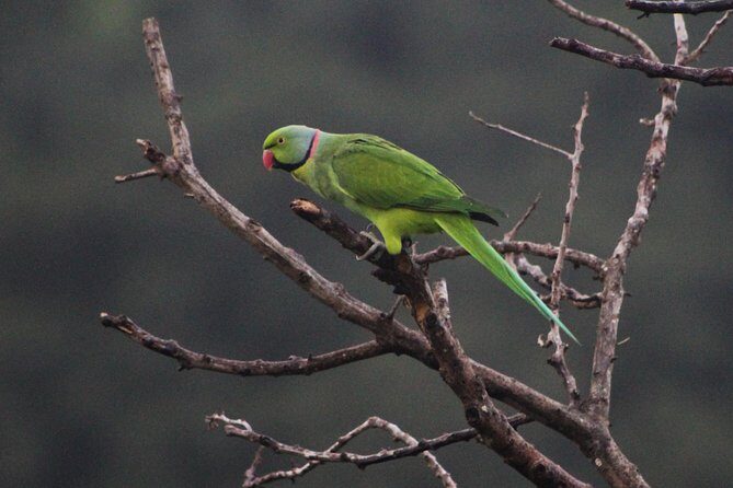 Ebony Forest Reserve Chamarel: Endemic Birdwatching Guided Tour - The Value of this Experience
