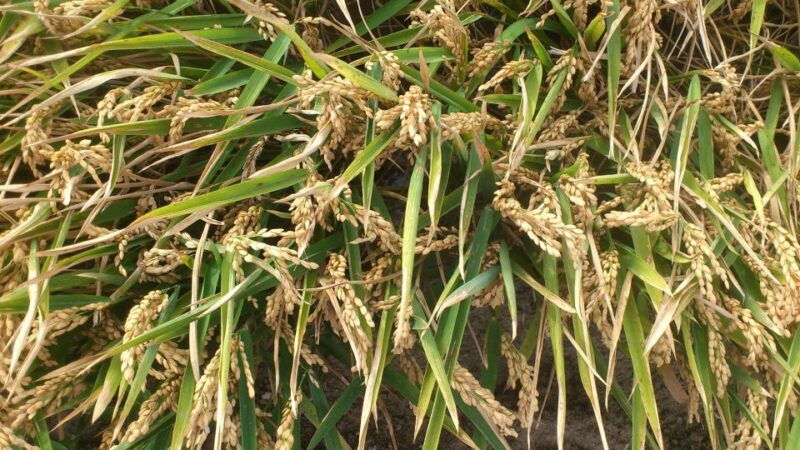 ebro-delta-northern-delta-guided-tour-with-a-local