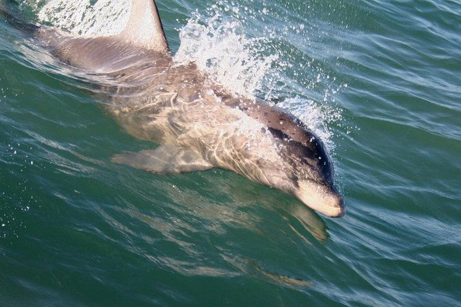 eco-and-dolphin-watch-tour-of-south-padre-island