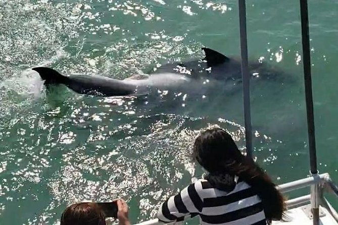 eco-and-dolphin-watch-tour-of-south-padre-island