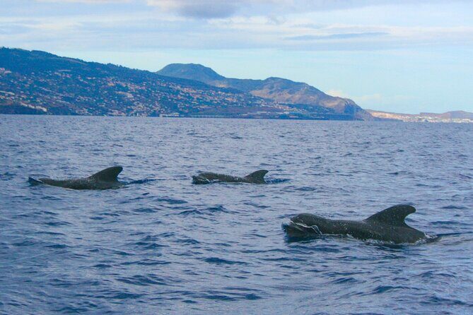 Eco-Friendly Catamaran Dolphin and Whale Watching - The Value: Cost, Comfort, and Sustainability