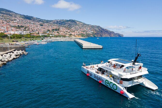 Eco-Friendly Catamaran Dolphin and Whale Watching - Final Thoughts: Is This Tour Right for You?