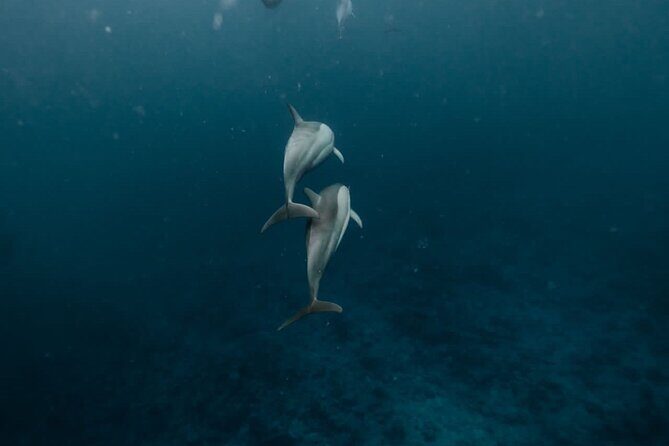 Eco-friendly Dolphin Watching Tour in Mauritius - Key Points