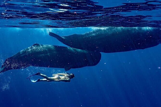 Eco-friendly Dolphin Watching Tour in Mauritius - The Practicalities