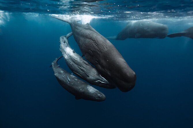 Eco-friendly Dolphin Watching Tour in Mauritius - Who Should Consider This Tour?
