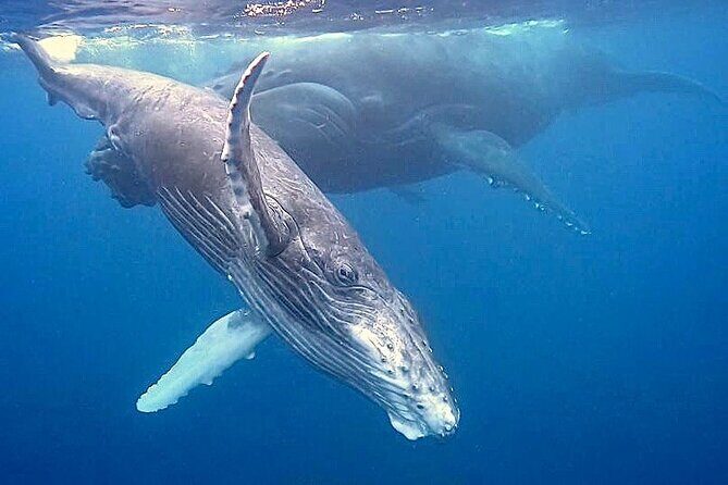 Eco-friendly Dolphin Watching Tour in Mauritius - The Sum Up: Is It Worth It?