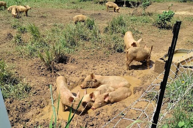 eco-friendly-farming-tour-to-explore-dorados-most-beautiful-farm