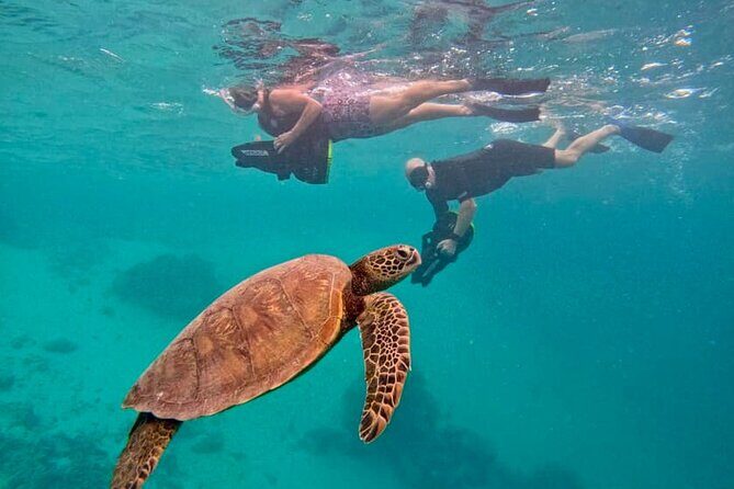 Eco Friendly Sea Scooter Turtle Tour in Rarotonga - What Makes the Moana Sea Scooters Turtle Tour Special?