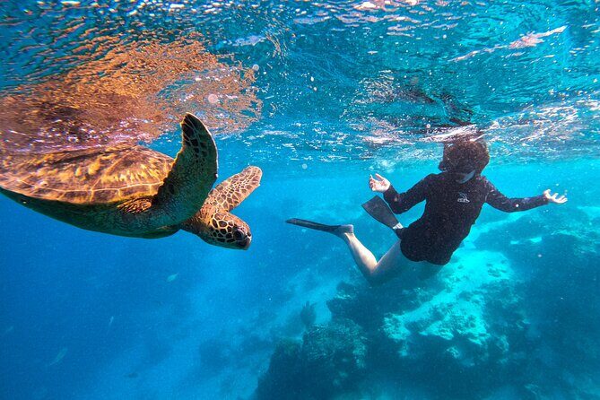 Eco Friendly Sea Scooter Turtle Tour in Rarotonga - Logistics & Practicalities
