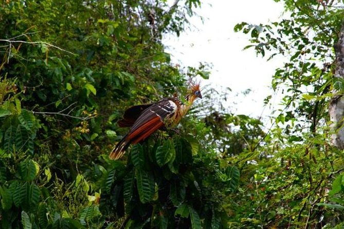 eco-jungle-3-days-2-nights