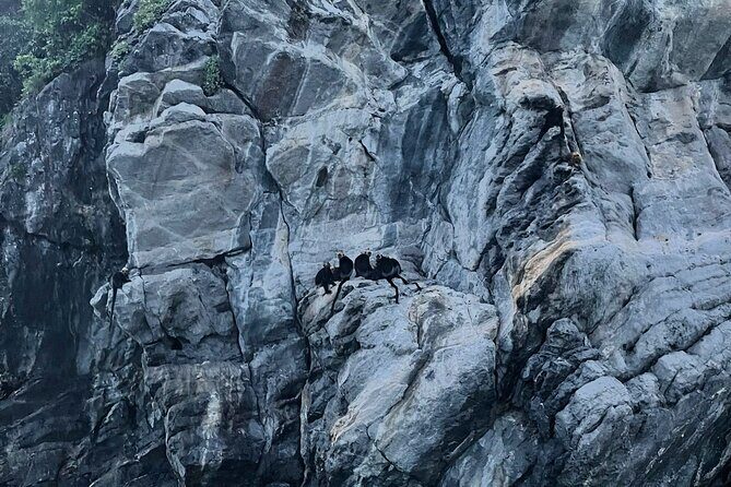 Eco Night Kayak Cruise: Bioluminescent Plankton in Lan Ha Bay - Key Points