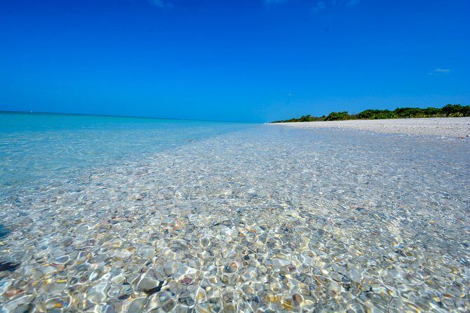 Eco Shelling Cruise to Keewaydin Island - What Makes This Tour Stand Out?