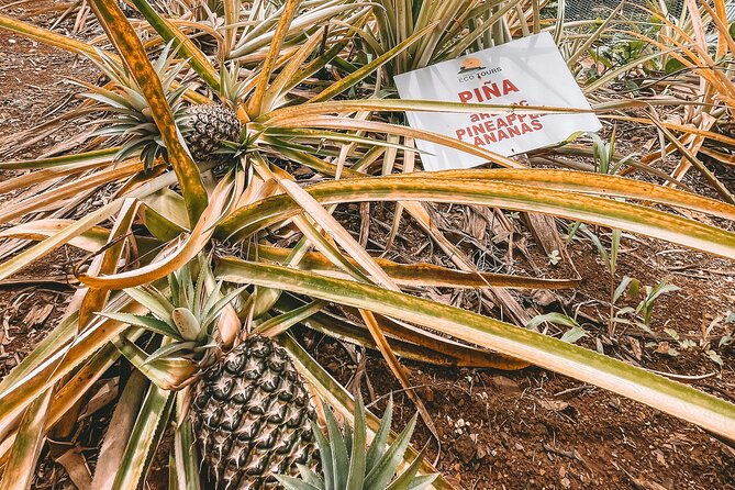 eco-tour-playa-el-limon-multi-activity-excursion